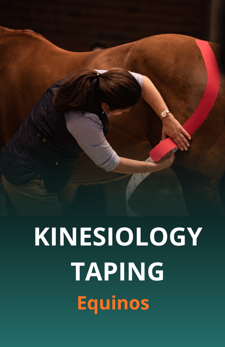Curso Kinesiology Taping Equinos