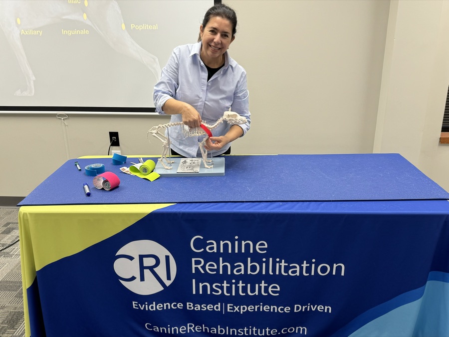 Curso de KT no Canine Rehabilitation Institute, EUA