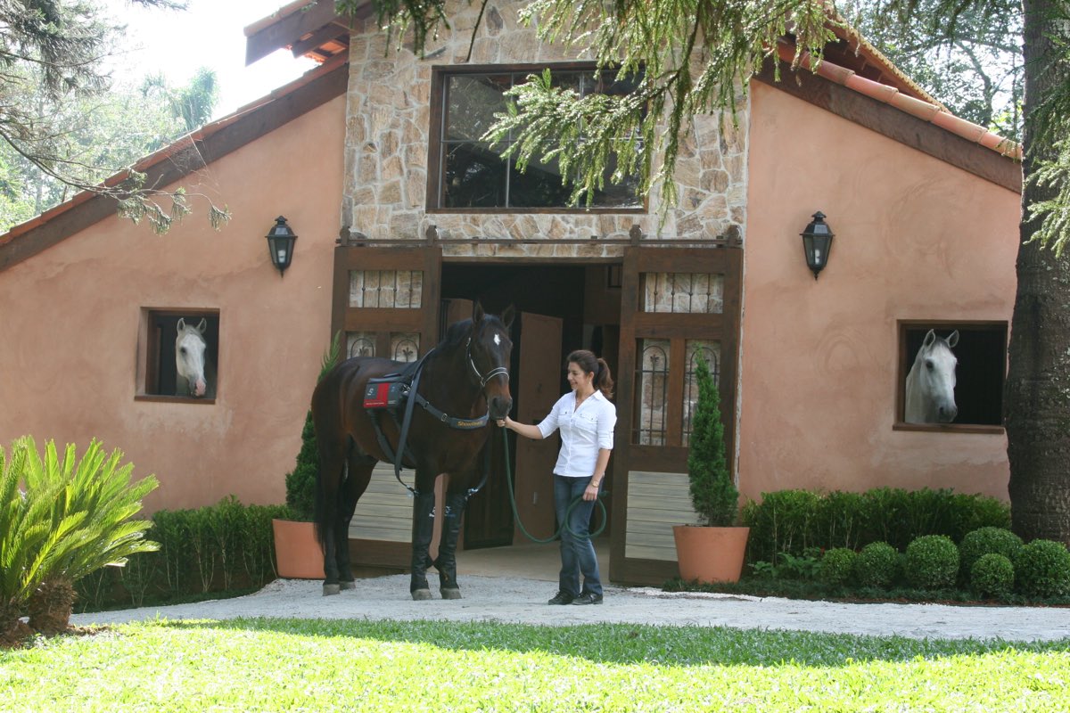 Vet Physio Institute — atendimento de fisioterapia equina